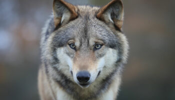 Évaluation du nombre de loups en France au mois de décembre : un « moment clé » pour augmenter les abattages, déclare Barnier