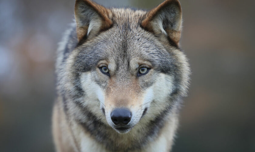 Évaluation du nombre de loups en France au mois de décembre : un « moment clé » pour augmenter les abattages, déclare Barnier