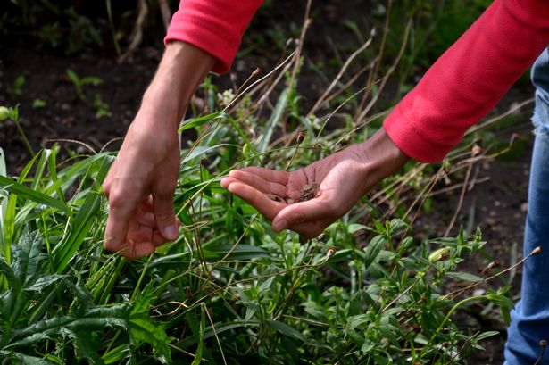 Four clever hacks to grow stunning blooms, fruit and vegetables - for free