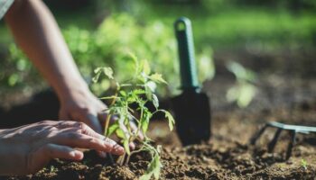 Gardeners told to put tea bags in their gardens this autumn for huge benefit