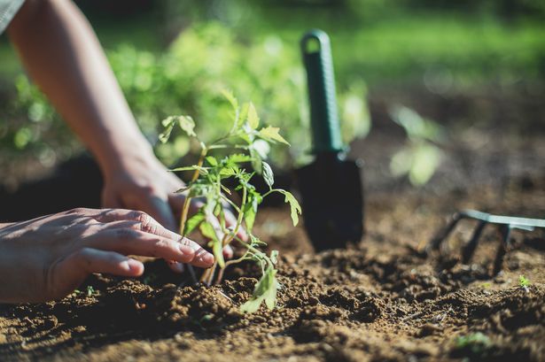 Gardeners told to put tea bags in their gardens this autumn for huge benefit