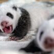 Germany: Panda cubs at Berlin Zoo open eyes