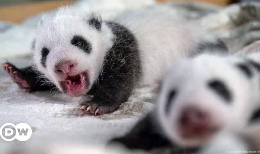 Germany: Panda cubs at Berlin Zoo open eyes