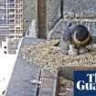 Good eggs: fans delighted as new peregrine falcon chicks hatch on Melbourne skyscraper