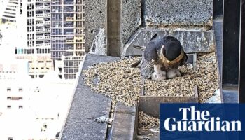 Good eggs: fans delighted as new peregrine falcon chicks hatch on Melbourne skyscraper