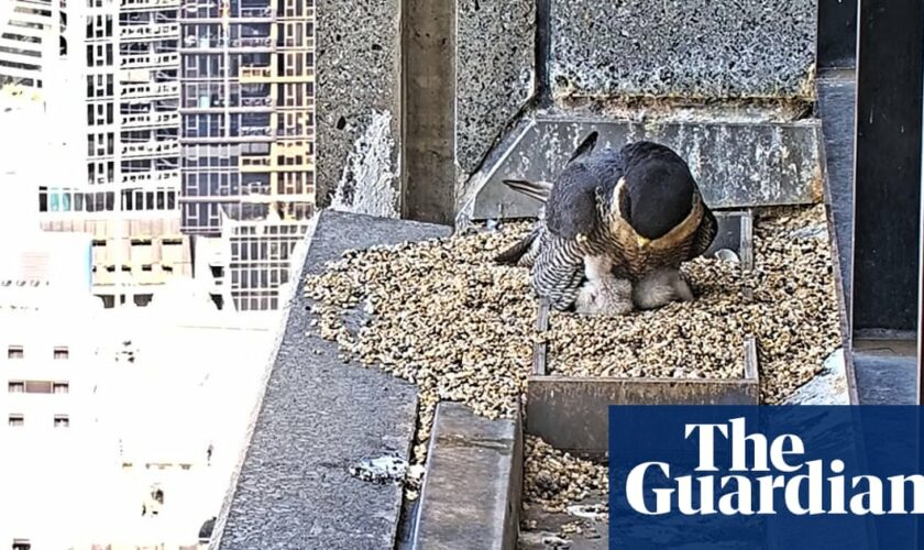 Good eggs: fans delighted as new peregrine falcon chicks hatch on Melbourne skyscraper