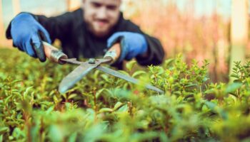 Hecken schneiden im Februar: Mann mit Heckenschere und Gartenhandschuhen