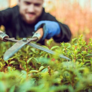 Hecken schneiden im Februar: Mann mit Heckenschere und Gartenhandschuhen