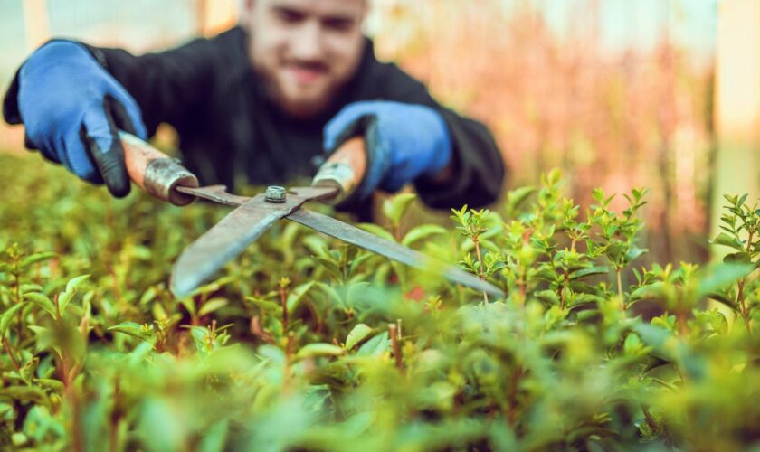 Hecken schneiden im Februar: Mann mit Heckenschere und Gartenhandschuhen