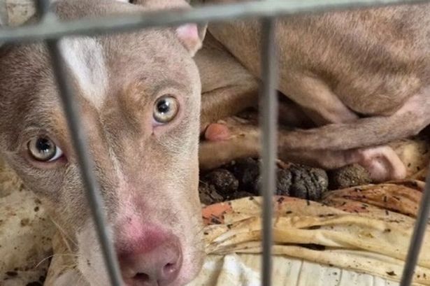 Heartbreaking images show emaciated dog who had 'never felt grass' found in faeces-strewn crate