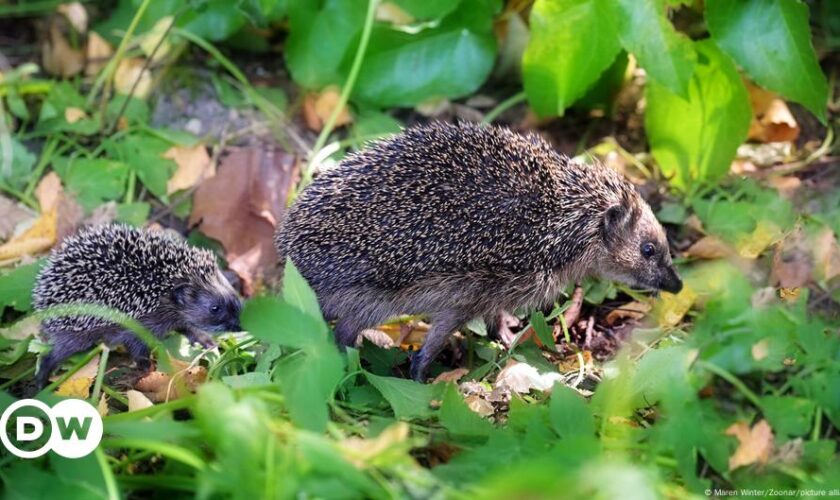 Hedgehogs being decimated by human behavior: report