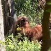 Hilarious truth behind viral 'Bigfoot sighting' that left internet 'convinced' the creatures are real: 'This is the best proof yet'