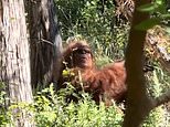 Hilarious truth behind viral 'Bigfoot sighting' that left internet 'convinced' the creatures are real: 'This is the best proof yet'