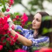 Homemade fertiliser 'boosts flowering' and rose growth - it uses two kitchen scraps