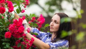 Homemade fertiliser 'boosts flowering' and rose growth - it uses two kitchen scraps