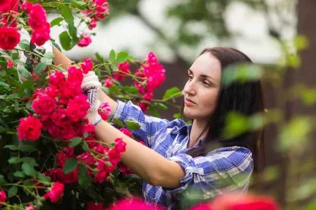 Homemade fertiliser 'boosts flowering' and rose growth - it uses two kitchen scraps