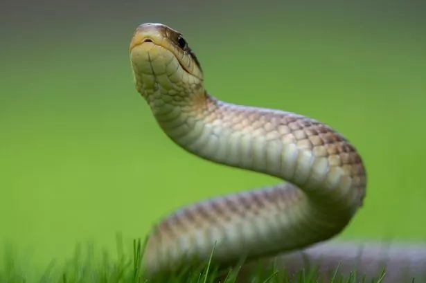 Huge 5ft 'cannibal snakes' invading UK homes in terrifying invasion