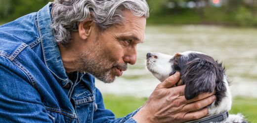 Hunde verstehen langsames Sprechen laut Studie aus der Schweiz besser