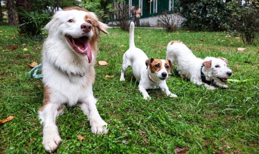 Hundetrainerin im Video: Freude oder Quälerei? Wie Sie Körpersprache von Hunden richtig erkennen