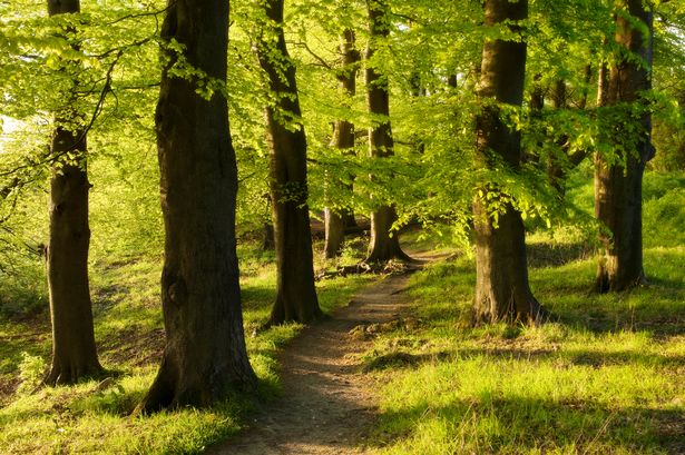 'I went looking for mushrooms in the woods but found something terrifying'