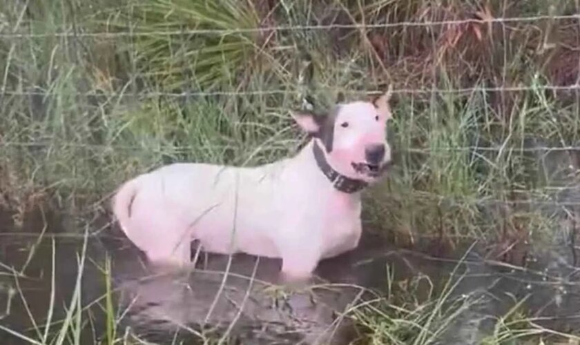 Indignación por un perro abandonado atado a una valla antes de la llegada del huracán Milton