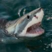 Indonésie: une touriste emportée par les courants, des restes humains retrouvés dans un requin peu après