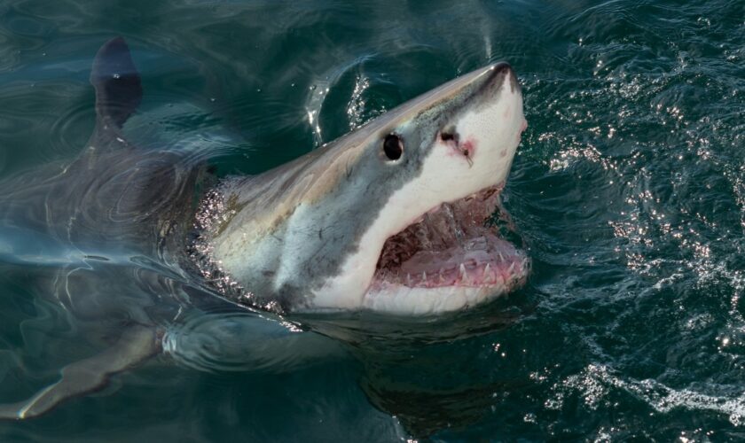 Indonésie: une touriste emportée par les courants, des restes humains retrouvés dans un requin peu après