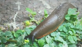 'Instant' solution to rid your garden of slugs and snails - and it's homemade