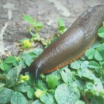 'Instant' solution to rid your garden of slugs and snails - and it's homemade