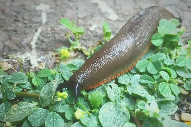 'Instant' solution to rid your garden of slugs and snails - and it's homemade