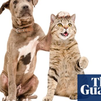 Introduce cats and dogs gradually to prevent fighting, study finds