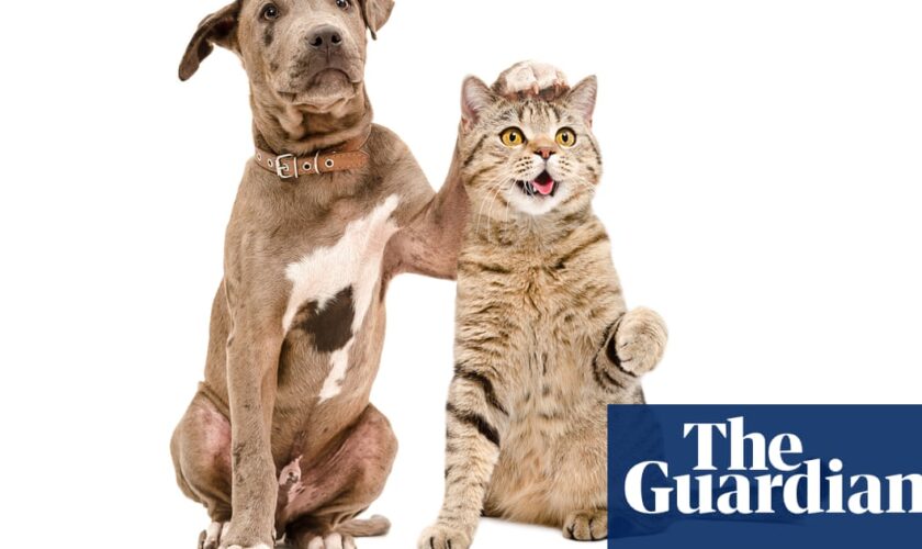 Introduce cats and dogs gradually to prevent fighting, study finds