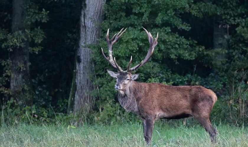 « La destruction d’une espèce » : trois grands cerfs d’exception abattus  en forêt de Compiègne