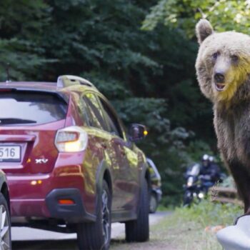 Leichtfertige Touristen: Rumäniens Problem mit den "Bettelbären"