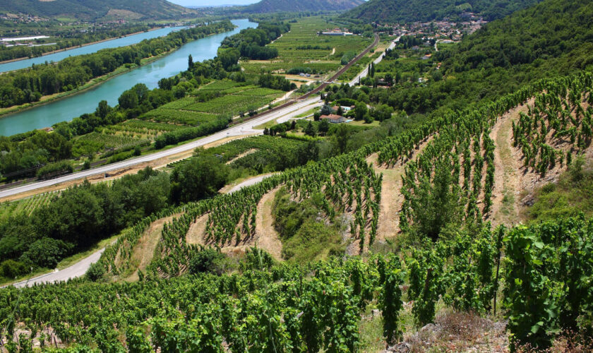 Les côtes-du-Rhône du nord de la vallée veulent une inscription à l’Unesco