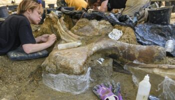 Les fragments du dinosaure géant des carrières d’Angeac-Charente vont rejoindre le Museum d’histoire naturelle