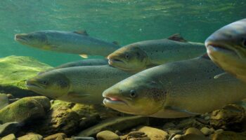 L'inquiétante chute du nombre de saumons britanniques, pour cause de pollution des rivières