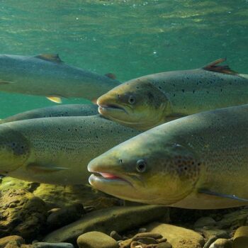 L'inquiétante chute du nombre de saumons britanniques, pour cause de pollution des rivières