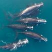 L'orgie de baleines franches australes qui vient d'être filmée envoie un signal positif pour leur survie