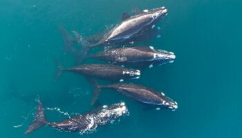 L'orgie de baleines franches australes qui vient d'être filmée envoie un signal positif pour leur survie