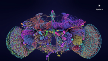 Los secretos del cerebro humano que se esconden en la mosca de la fruta