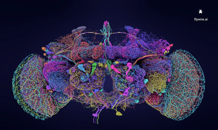 Los secretos del cerebro humano que se esconden en la mosca de la fruta