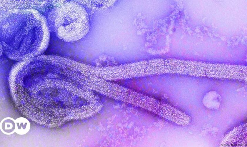 Marburg outbreaks: One of the world’s deadliest viruses