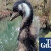 Missing emu Irwin found dead in Wiltshire river after weeklong search