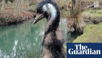 Missing emu Irwin found dead in Wiltshire river after weeklong search