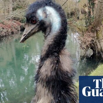 Missing emu Irwin found dead in Wiltshire river after weeklong search