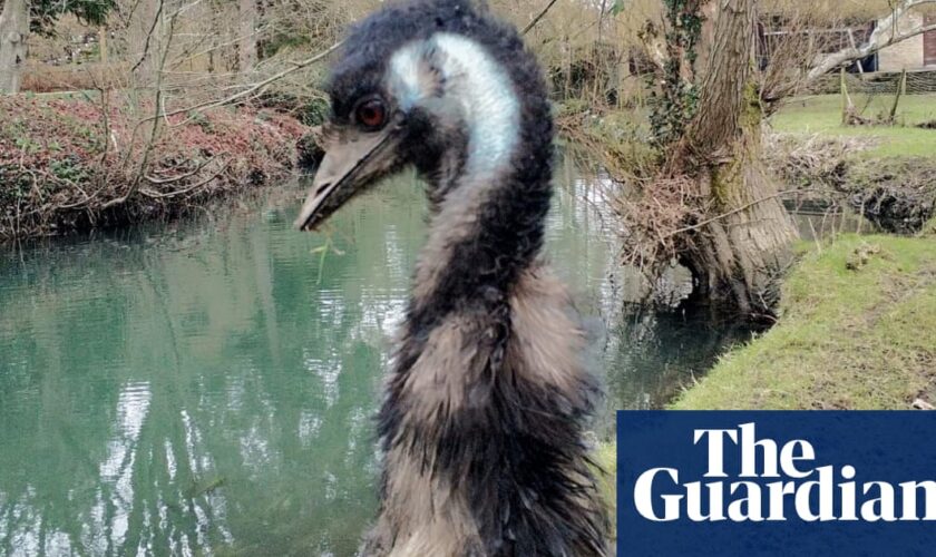 Missing emu Irwin found dead in Wiltshire river after weeklong search