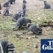 More than 100 raccoons swarm house of woman who’d been feeding them and trap her inside