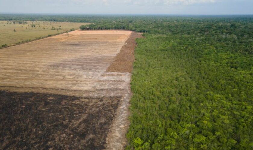 Verbrannte und abgeholzte Flächen wie hier im Amazonas-Gebiet sollen künftig durch das Gesetz verhindert werden. (Archivbild) Fo