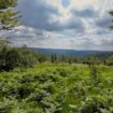 Der Nationalpark Hunsrück-Hochwald besticht durch eine hohe Artenvielfalt. (Archivbild) Foto: Thomas Frey/dpa/dpa-tmn